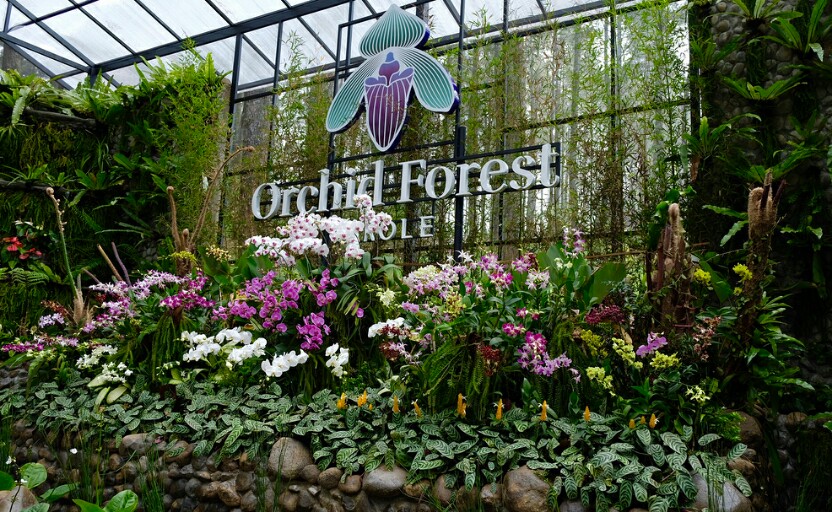 Orchid Forest Cikole