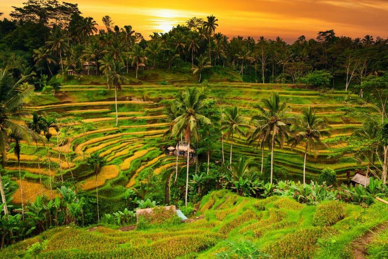 Ubud masuk ke dalam daftar 25 Kota Terbaik di Dunia versi Travel+Leisure. (Foto: whatsnewindonesia.com)